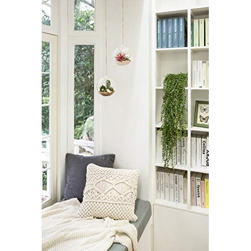 Mkono 6-Inch Hanging Glass Planter Round Air Plant Terrarium Decor...