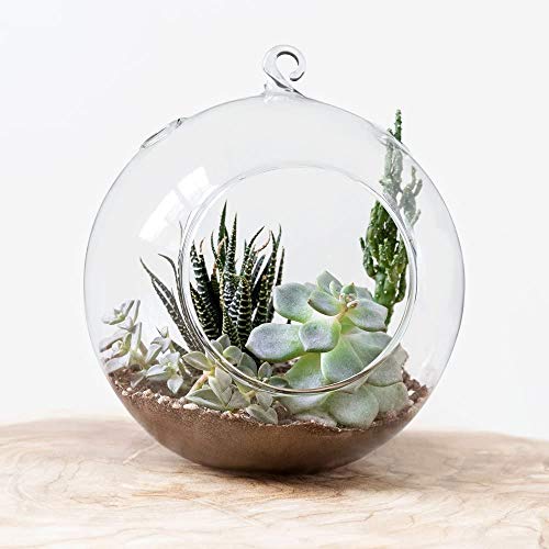 Mkono 6-Inch Hanging Glass Planter Round Air Plant Terrarium Decor...