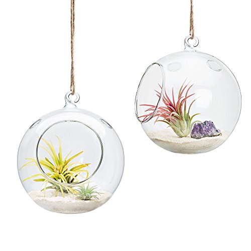 Mkono 6-Inch Hanging Glass Planter Round Air Plant Terrarium Decor...