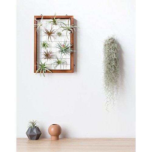 Mkono Large Air Plant Frame Hanging Airplant Holder Tillandsia Dis...