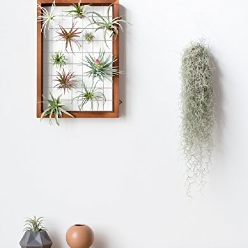 Mkono Large Air Plant Frame Hanging Airplant Holder Tillandsia Dis...
