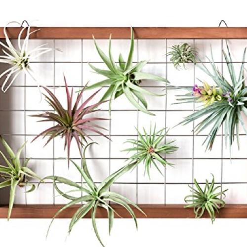 Mkono Large Air Plant Frame Hanging Airplant Holder Tillandsia Dis...