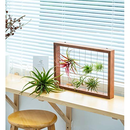 Mkono Large Air Plant Frame Hanging Airplant Holder Tillandsia Dis...