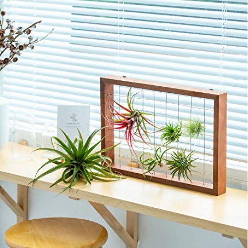 Mkono Large Air Plant Frame Hanging Airplant Holder Tillandsia Dis...