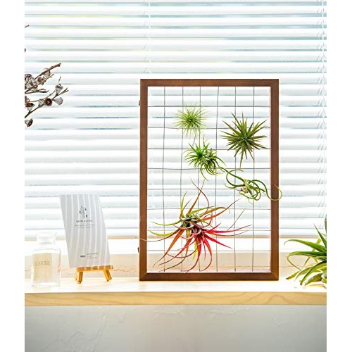 Mkono Large Air Plant Frame Hanging Airplant Holder Tillandsia Dis...