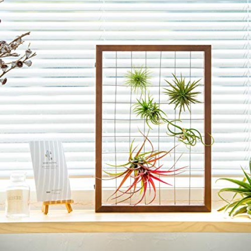 Mkono Large Air Plant Frame Hanging Airplant Holder Tillandsia Dis...