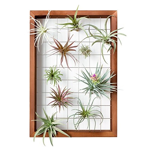 Mkono Large Air Plant Frame Hanging Airplant Holder Tillandsia Dis...