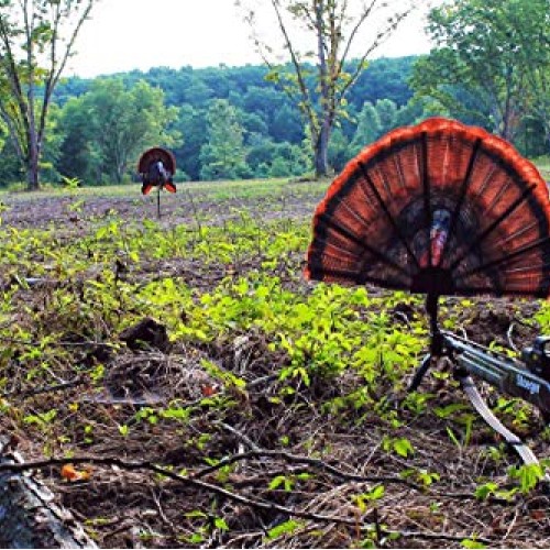 MOJO Outdoors Tail Chaser Max - Turkey Hunting Decoy- Turkey Decoy...