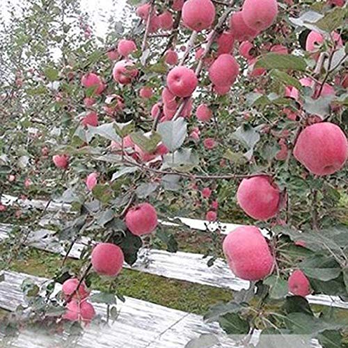 Plants Garden Greenhouse Covering Foil Sheets, Silver Reflective M...