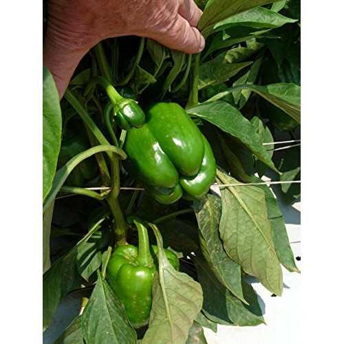 Fruit & Vegetable Plant Food Ready-to-Spray