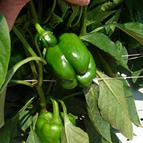 Fruit & Vegetable Plant Food Ready-to-Spray