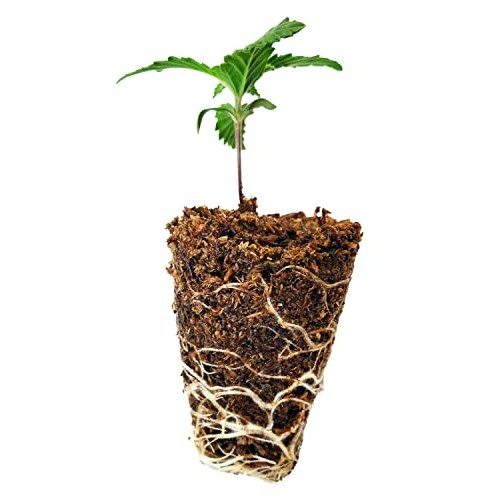 Mosser Lee ML0003 SucSeed Premium Seed Starter 244 cubic inch
