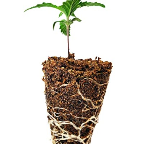 Mosser Lee ML0003 SucSeed Premium Seed Starter 244 cubic inch