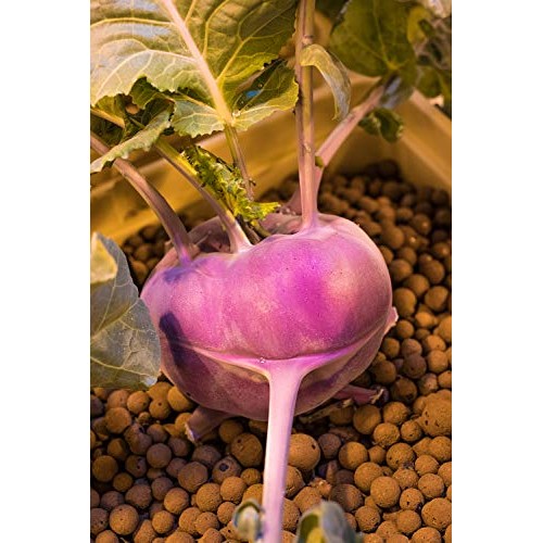 Mother Earth HGC714114 Hydroton Original Expanded Clay Pebbles, 25...