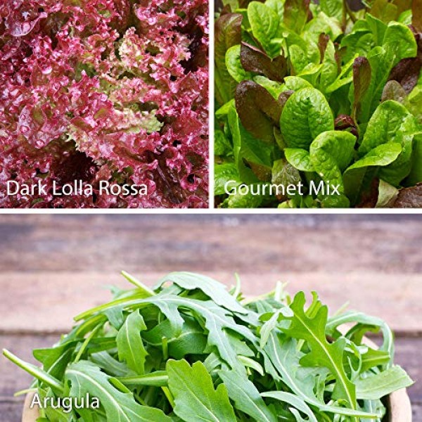 7 Varieties of Leafy Power Green Organic Seeds, Non-GMO Seeds for ...