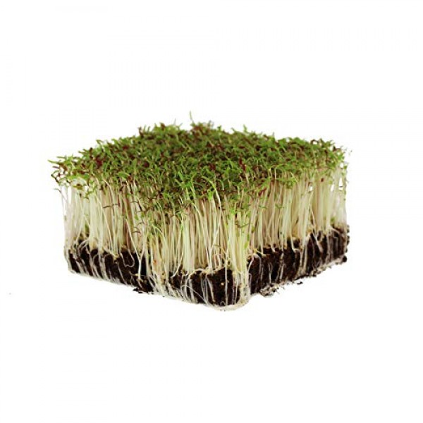 Amaranth Microgreens Seeds - Bulk Seed for Growing Micros, Indoor ...