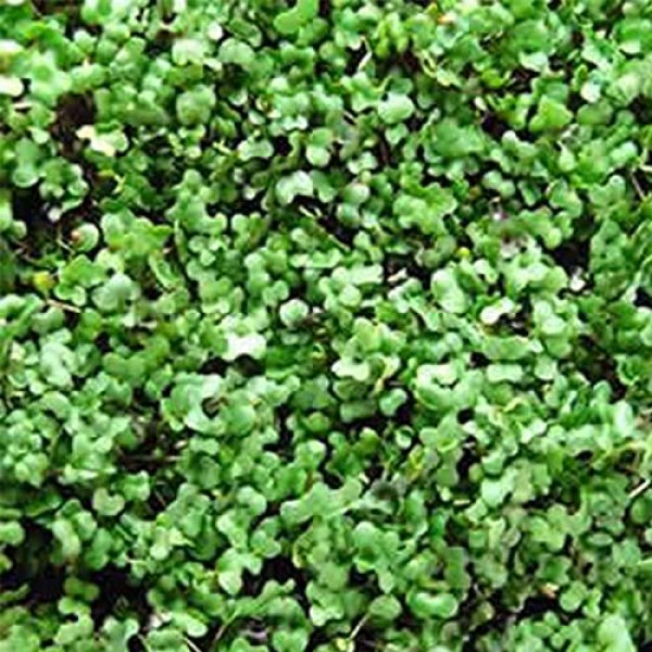 Basic Salad Mix Microgreens Seeds | Non-GMO Micro Green Seed Blend...