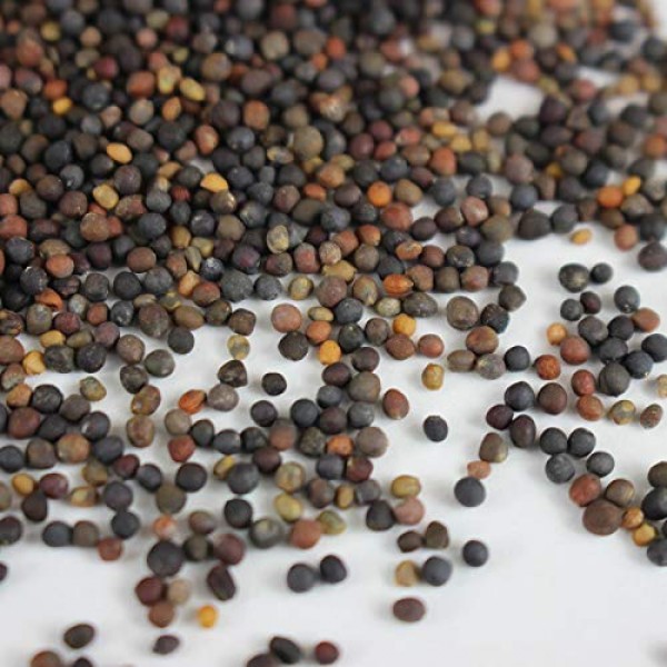Basic Salad Mix Microgreens Seeds | Non-GMO Micro Green Seed Blend...