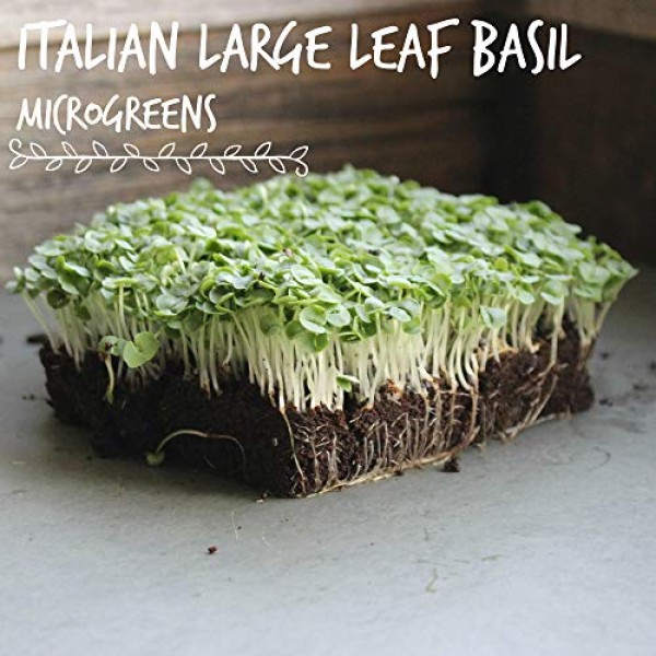 Basil Herb Garden Seeds - Italian Large Leaf - 1 Lb Bulk - Non-GMO...