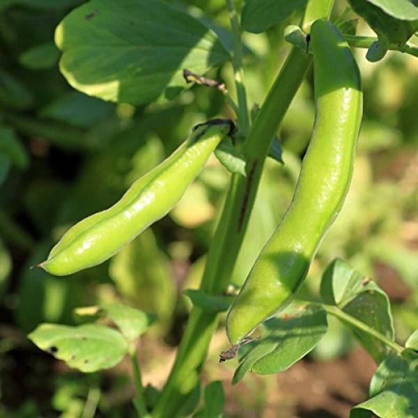 Broad Windsor Fava Bean Seeds - 5 Lb - Non-GMO, Heirloom - Vegetab...