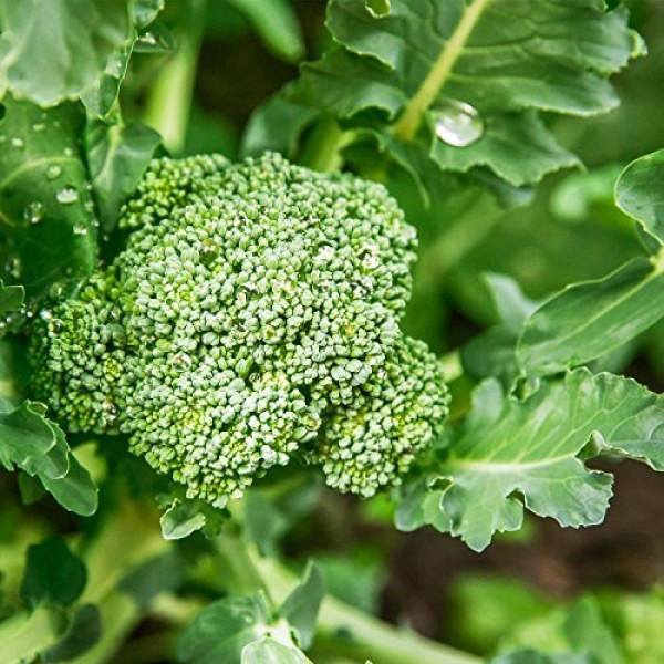 Broccoli Seeds - Di Ciccio - 1 Lb - Heirloom, Organic, Non-GMO - V...