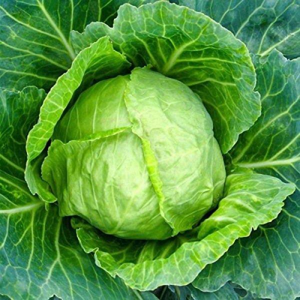 Cabbage Seeds - Copenhagen Market - 1 Lb - Non-GMO, Heirloom - Veg...