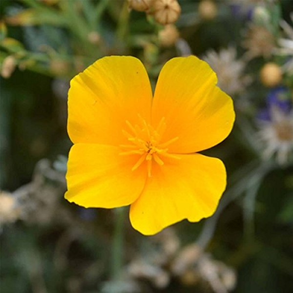 California Poppy Flower Seeds -5 Lb Bulk - Wildflower Garden Seeds...