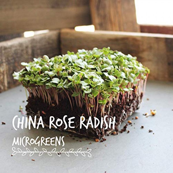China Rose Radish Sprouting Seeds: 1 Lb - Bulk, Non-GMO Radish See...