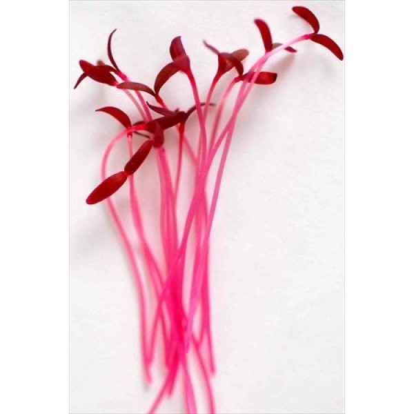 Colorful Microgreens Seeds Assortment: Eight 4 Oz. Resealable Bags...