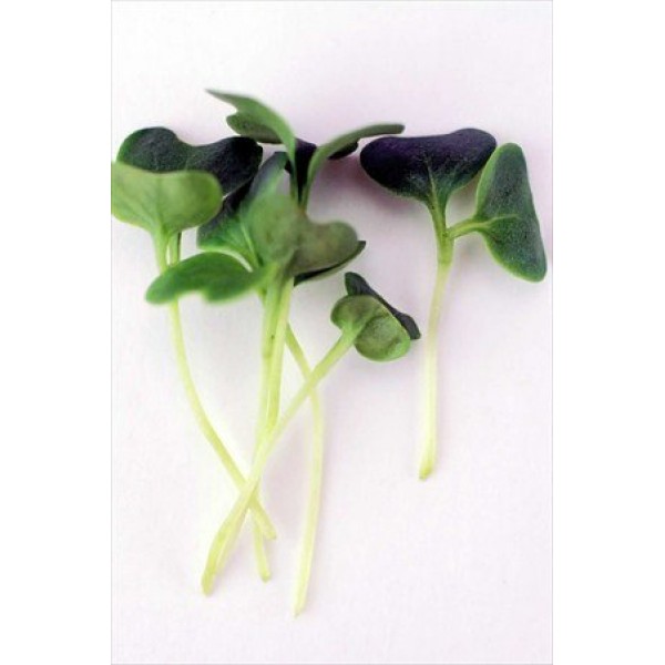 Colorful Microgreens Seeds Assortment: Eight 4 Oz. Resealable Bags...