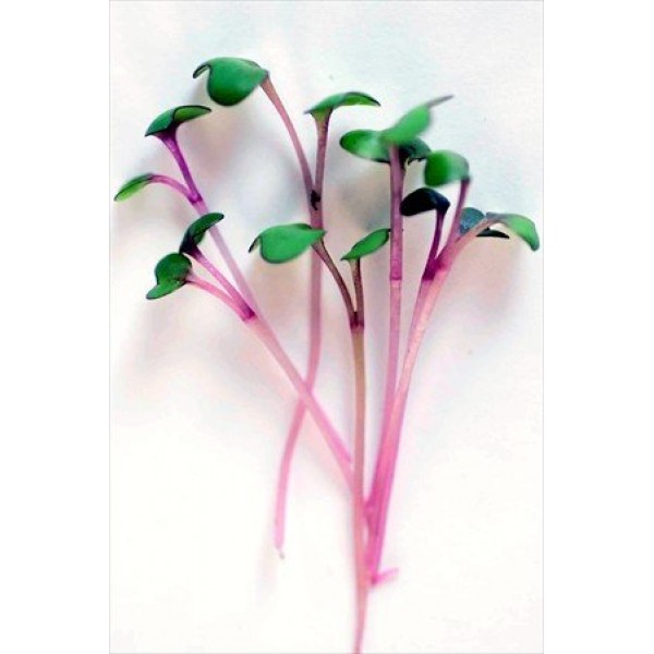 Colorful Microgreens Seeds Assortment: Eight 4 Oz. Resealable Bags...