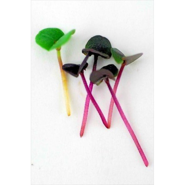 Colorful Microgreens Seeds Assortment: Eight 4 Oz. Resealable Bags...