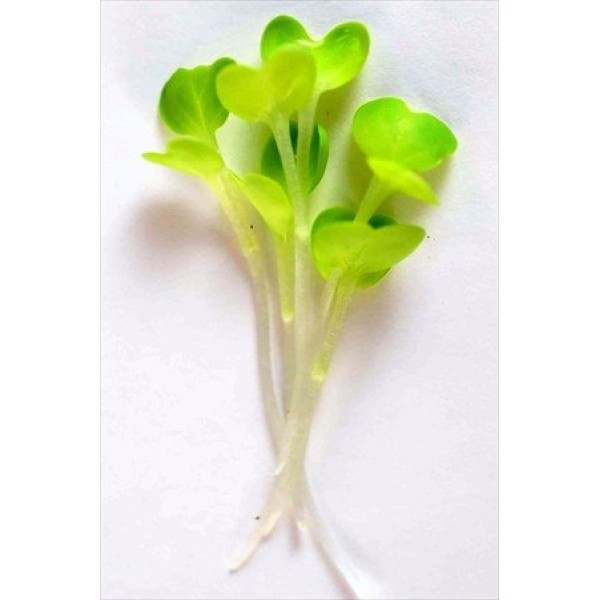 Colorful Microgreens Seeds Assortment: Eight 4 Oz. Resealable Bags...