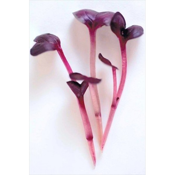Colorful Microgreens Seeds Assortment: Eight 4 Oz. Resealable Bags...