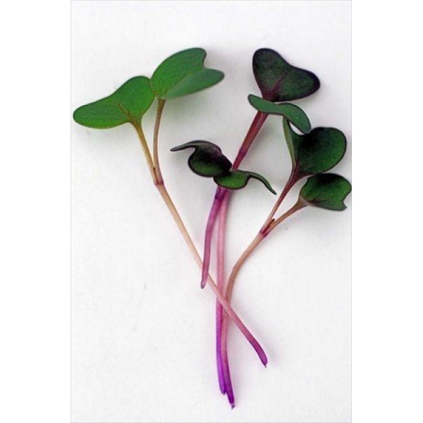 Colorful Microgreens Seeds Assortment: Eight 4 Oz. Resealable Bags...