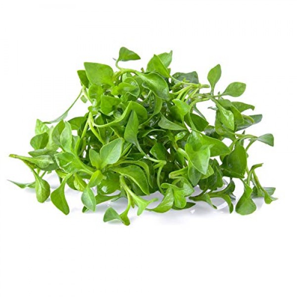 Curled Cress Seeds: 1 Lb - Non-GMO Sprouting Seeds for Growing Mic...