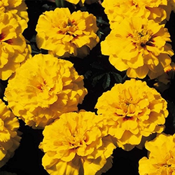French Marigold Flower Garden Seeds - Janie Series - Bright Yellow...