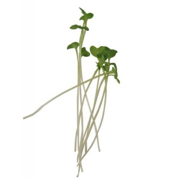 Golden Acre Cabbage Seeds: 5 Lb - Bulk, Non-GMO, Heirloom Garden S...