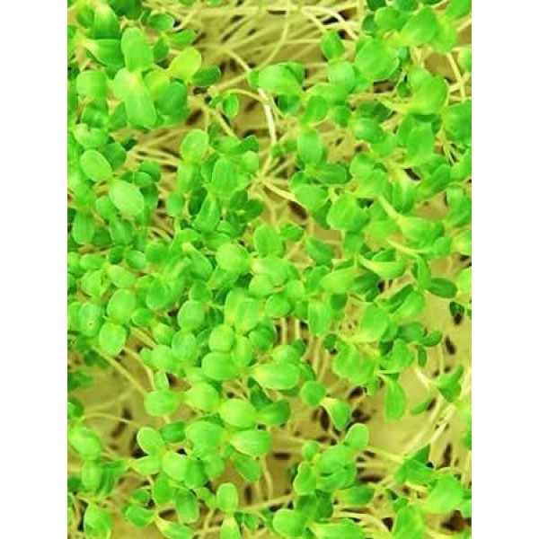 Green Lettuce Seeds: 1 Lb - Non-GMO Vegetable Garden & Microgreens...