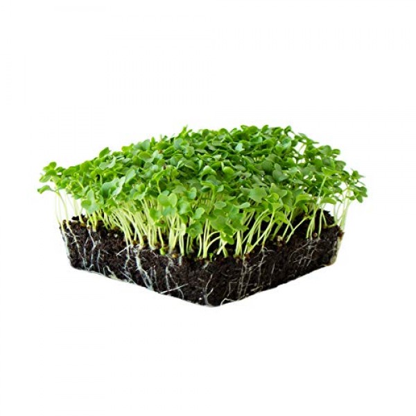 Kale Garden Seeds - Vates Blue Scotch Curled - 1 Lb - Non-GMO, Hei...