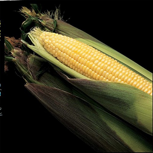 Kandy Korn Hybrid Corn Garden Seeds - 5 Lb - Non-GMO Vegetable Gar...