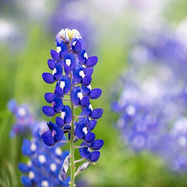 Lupine Flower Garden Seeds - Texas Blue Bonnet - 1 Lb - Perennial ...