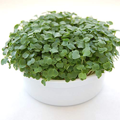 Mini Microgreens Growing Kit - Arugula - Grow Your Own Organic Gou...