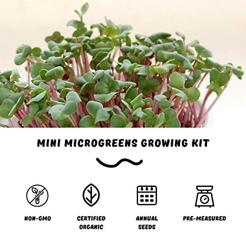 Mini Microgreens Growing Kit - Arugula - Grow Your Own Organic Gou...
