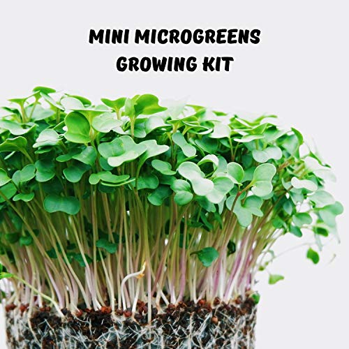 Mini Microgreens Growing Kit - Arugula - Grow Your Own Organic Gou...