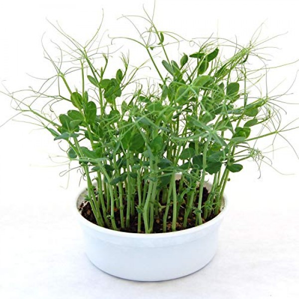 Mini Microgreens Growing Kit - Pea Shoots - Grow Your Own Organic ...