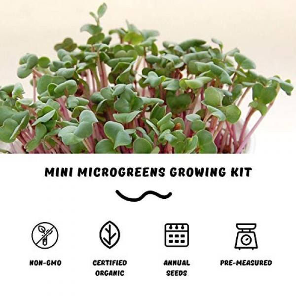 Mini Microgreens Growing Kit - Pea Shoots - Grow Your Own Organic ...