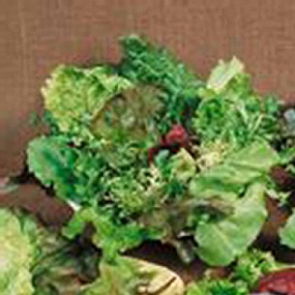 Mixed Lettuce Greens Garden Seeds - Mesclun Mixture - 1 Lb - Non-G...