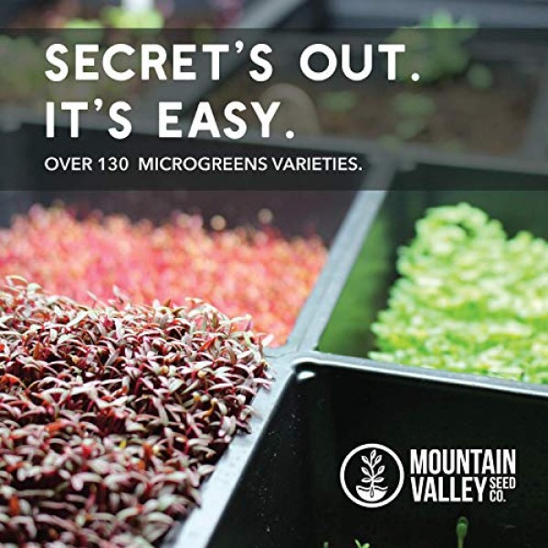 Mountain Valley Seed Company 1 Lb Organic Arugula Seeds for Salad ...
