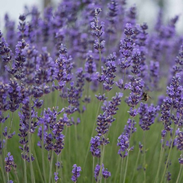 Munstead Lavender Flower Garden Seeds - 1000 Seeds - Perennial Her...